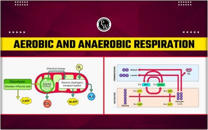 what is the meaning of respiration