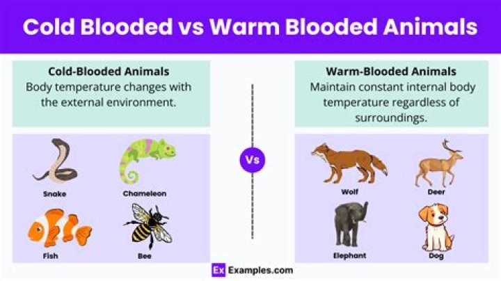 what is the meaning of warm