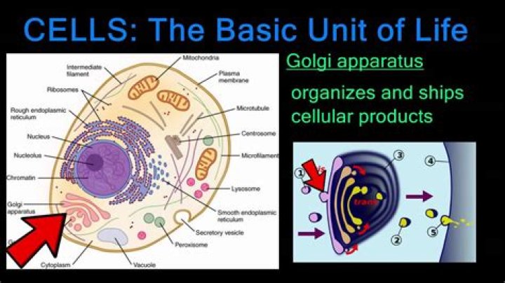 what is the most basic unit of life