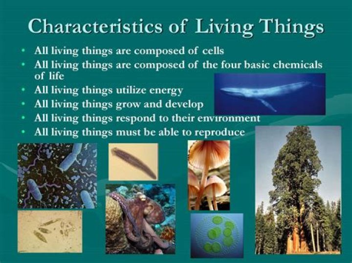 what is the most basic unit of living things