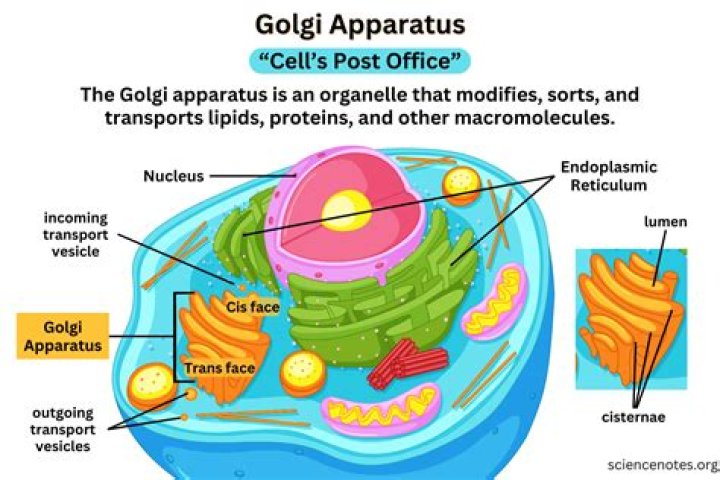 what is the most complex cell