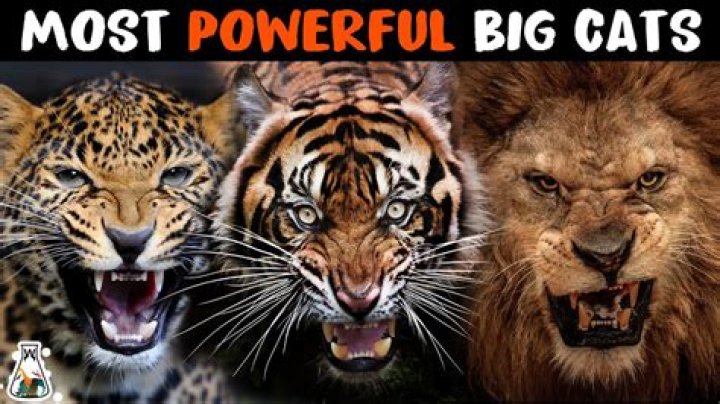 what is the most dangerous big cat in the world