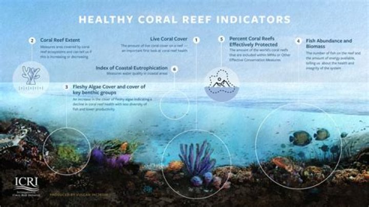 what is the most important reason to continue efforts to preserve coral reefs?