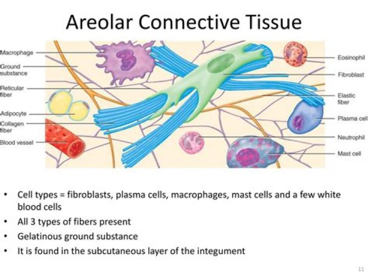 what is the most obvious structural feature of areolar connective tissue?