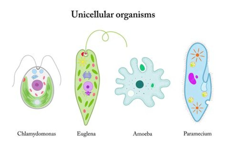 what is the name of a single cell organism