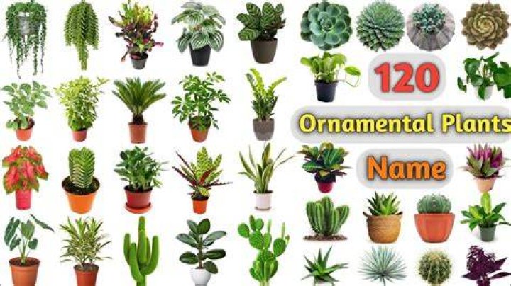 what is the name of the specific areas where plant growth occurs?