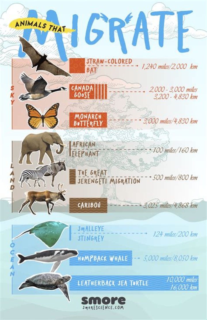 what is the only insect that migrates in winter to a warmer climate
