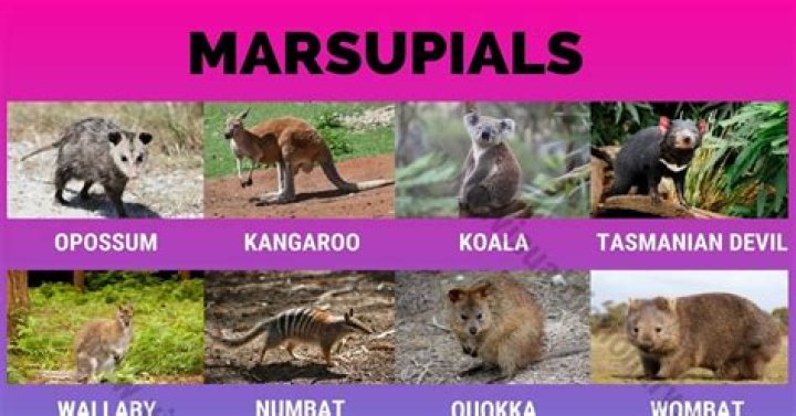 what is the only marsupial native to north america