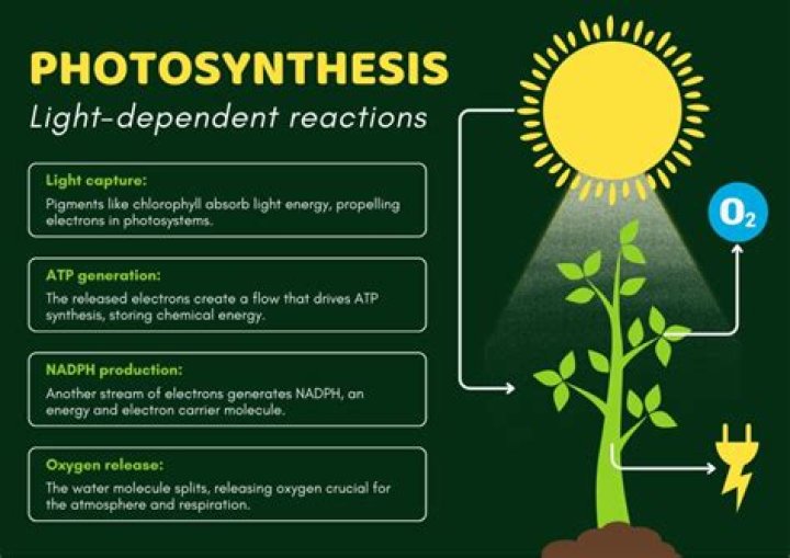 what is the primary purpose of the light reactions of photosynthesis?