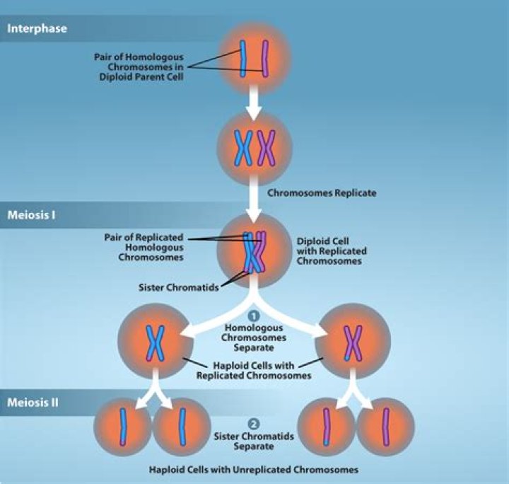 what is the process in which homologous chromosomes wrap around