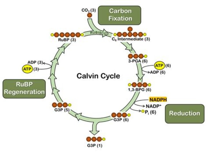 what is the product of calvin cycle