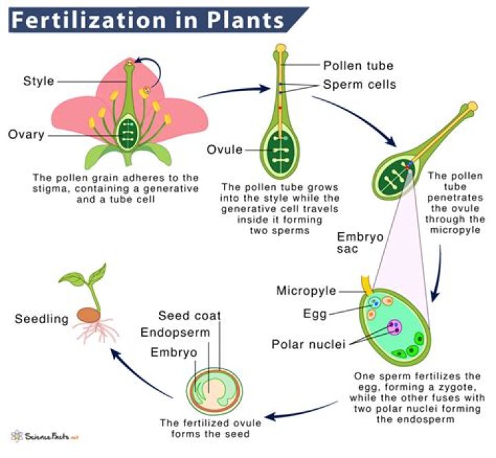 what is the product of fertilization