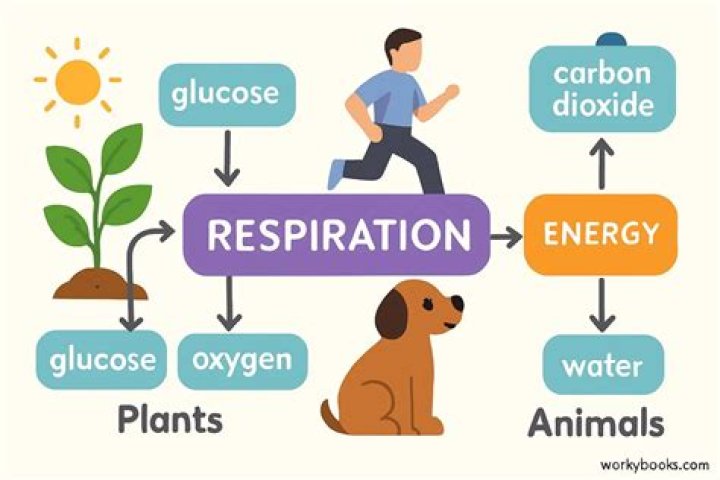 what is the purpose of respiration in living organisms