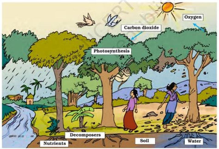 what is the relationship between decomposers and plants