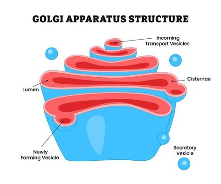what is the relationship between the golgi apparatus and the plasma membrane