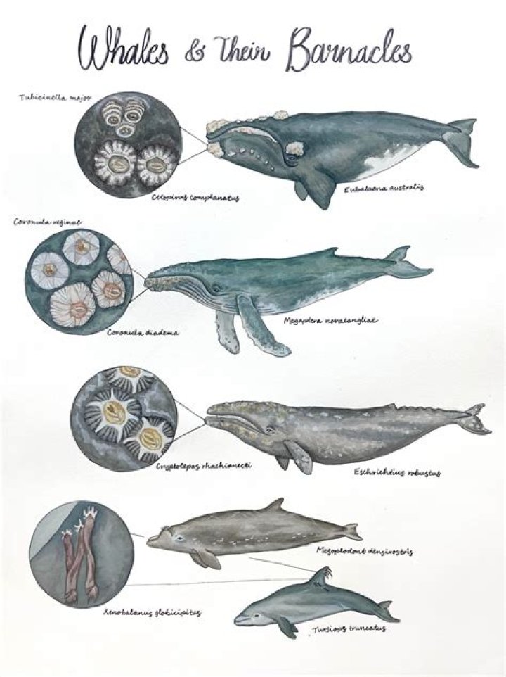 what is the relationship between whales and barnacles