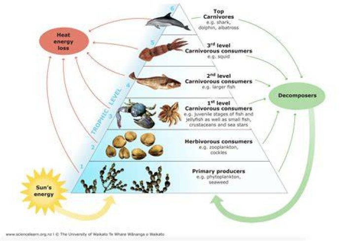 what is the role of decomposers in a food chain