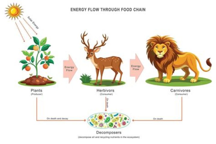 what is the role of decomposers in the carbon cycle