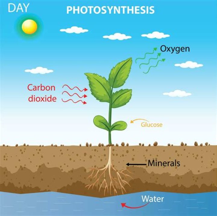 what is the role of glucose in photosynthesis