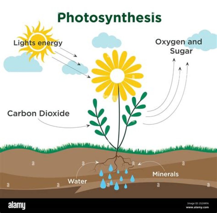 what is the role of o2 in photosynthesis