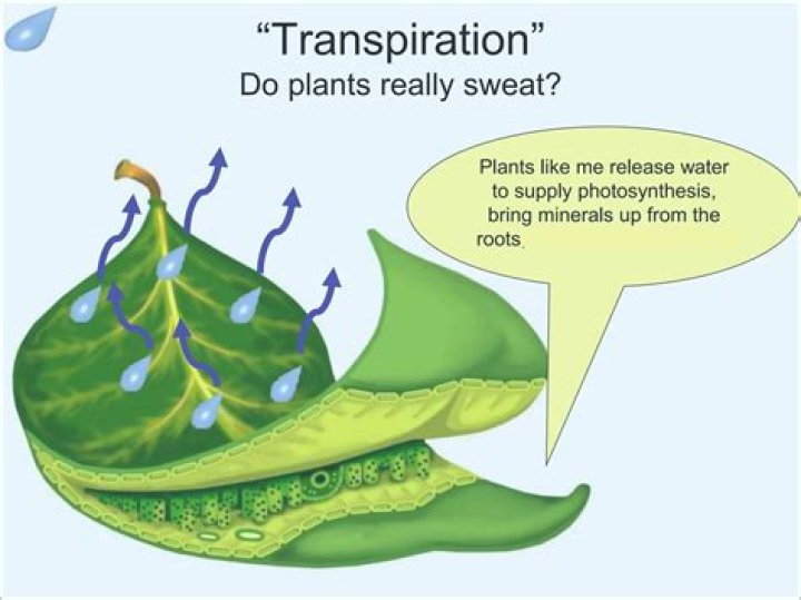 what is the role of plants in the water cycle