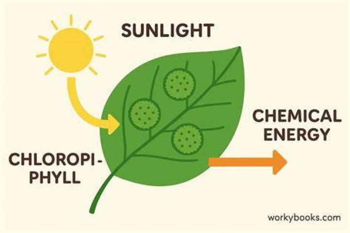 what is the role of sunlight in photosynthesis