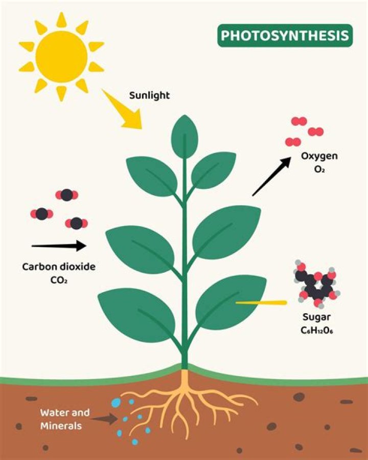 what is the role of water in photosynthesis?