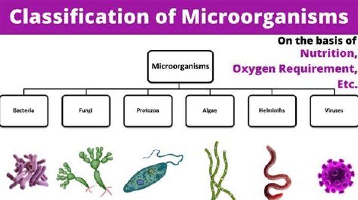 what is the science of naming and grouping organisms called