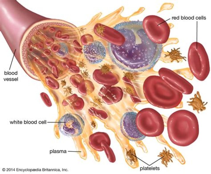 what is the settling of blood in the lowest parts of the body?