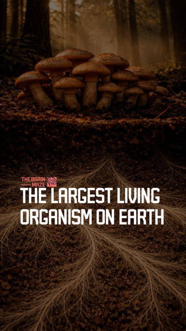 what is the simplest living organism