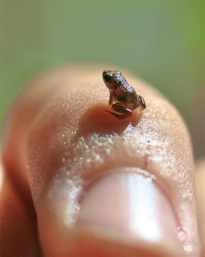 what is the smallest animal on the planet
