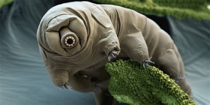what is the smallest living animal