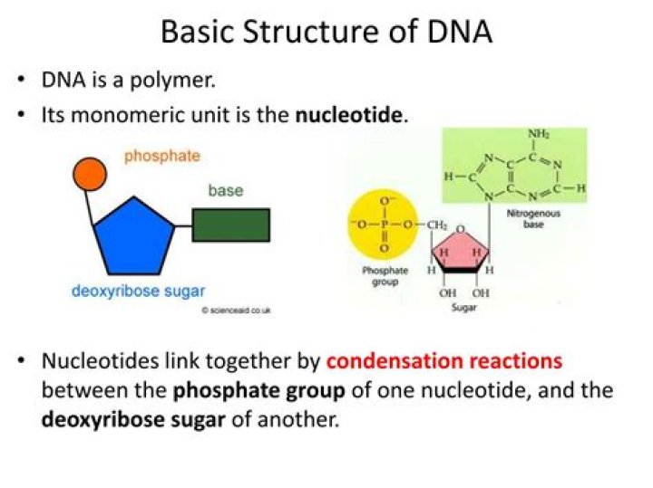 what is the smallest unit of dna