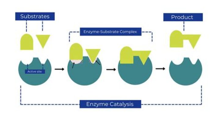 what is the substrate of the enzyme catalase