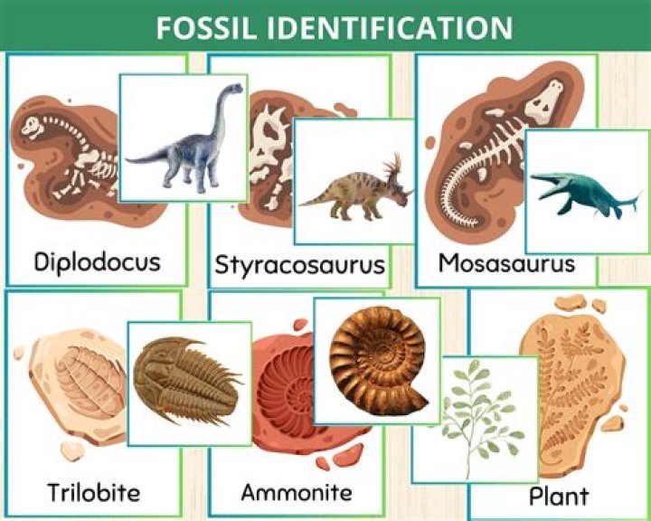 what is this fossil - Lisbd-net.com