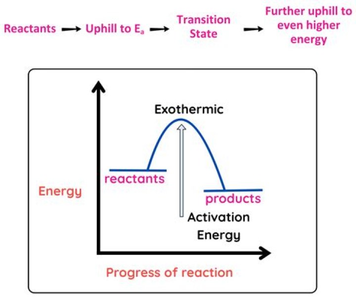 what is true of most reactants in living things