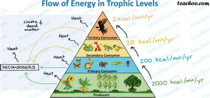 what is true of the energy that is passed from one trophic level