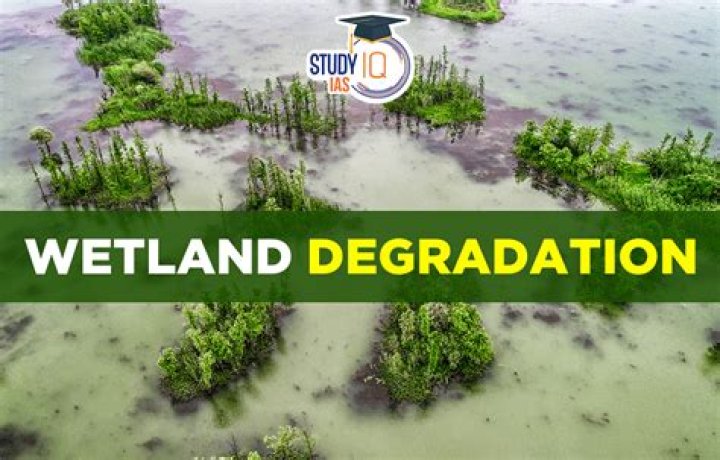 what is wetland degradation - Lisbd-net.com