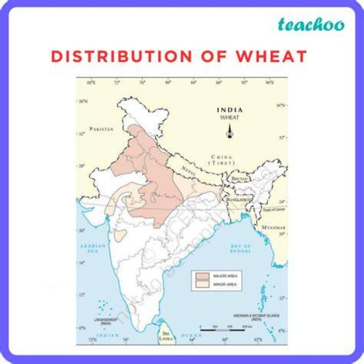 what is wheat rice - Lisbd-net.com