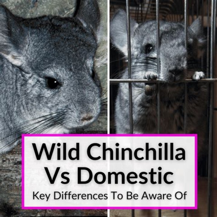 what kind of animal is a chinchilla