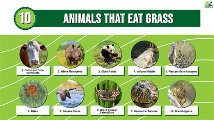 what kind of animals eat grass