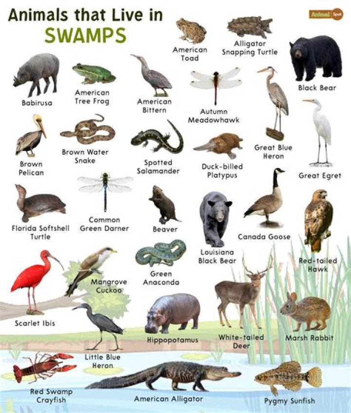 what kind of animals live in the swamp