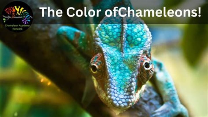what kind of chameleon changes color