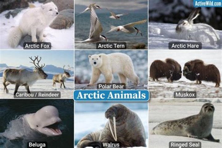 what kind of fat helps protect arctic animals