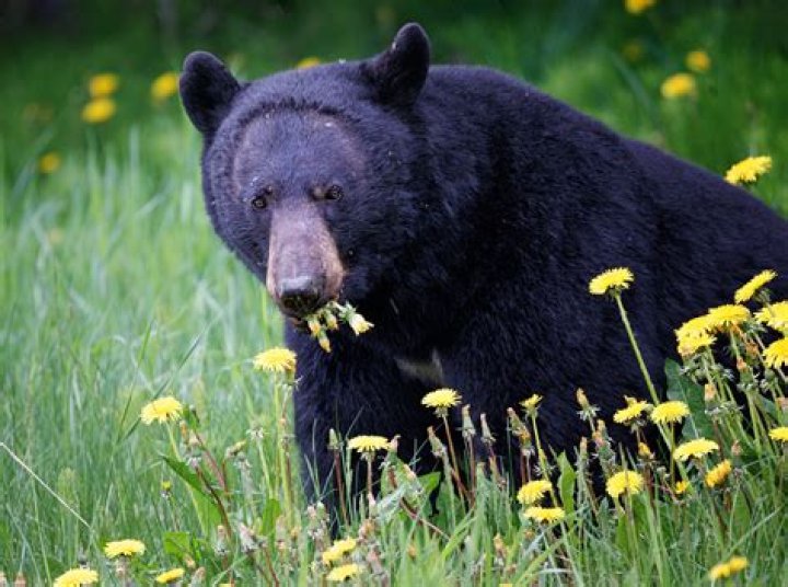what kind of fish do bears eat