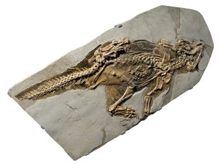 what kind of fossils can tell scientists what dinosaurs ate?