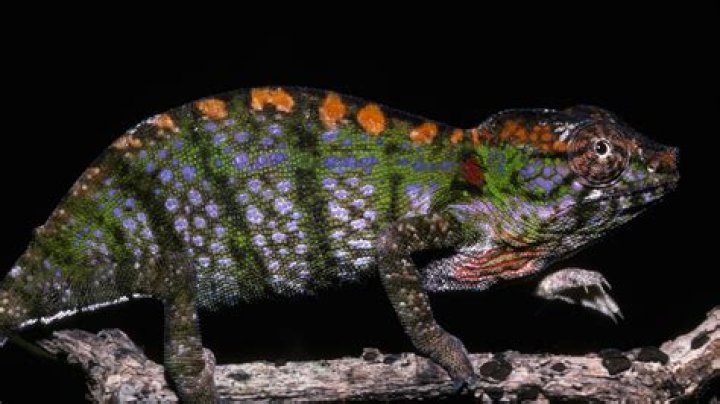 what kind of lizard changes colors