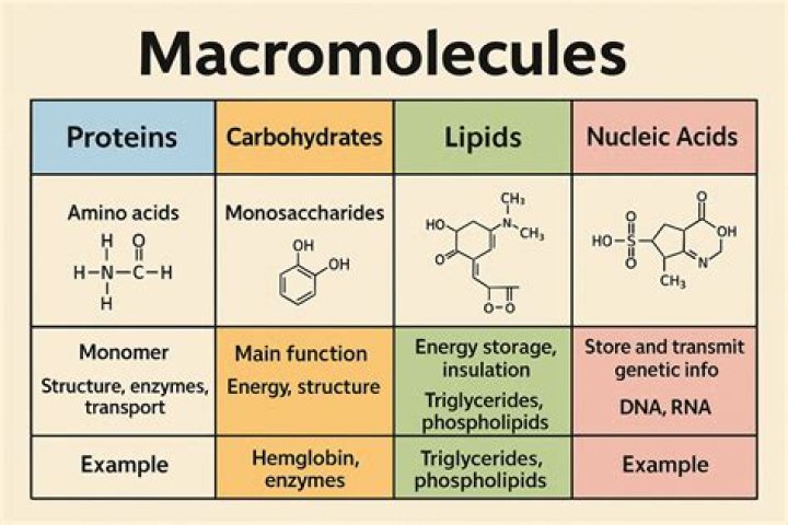 what kind of macromolecule is made from amino acids?