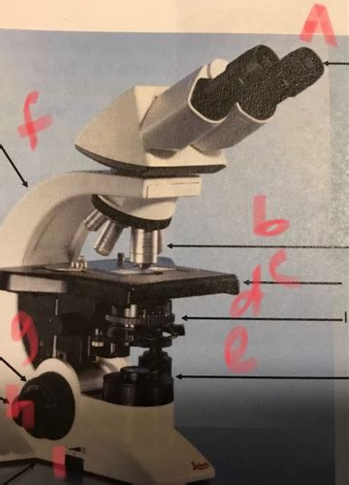 what kind of microscope did leeuwenhoek use