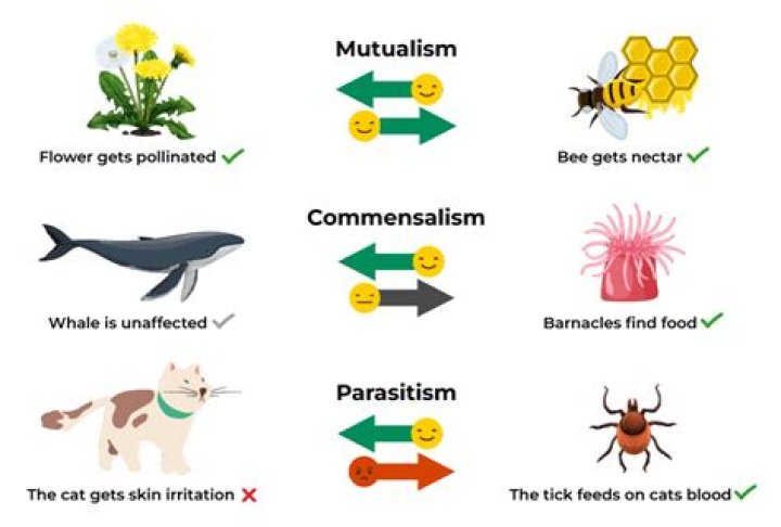 what kind of relationship exists between multiple organisms who seek the same limited resource?